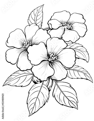 Black and white color pages