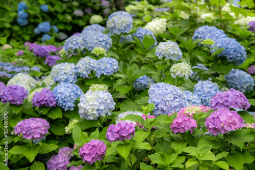 色とりどりの紫陽花
