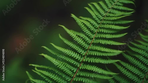 Wallpaper Mural Close-up of bright green fern leaves with intricate patterns in a dark, lush forest ambiance highlighting natural beauty and botanical details Torontodigital.ca