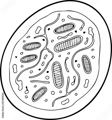  Cell Diagram Outline