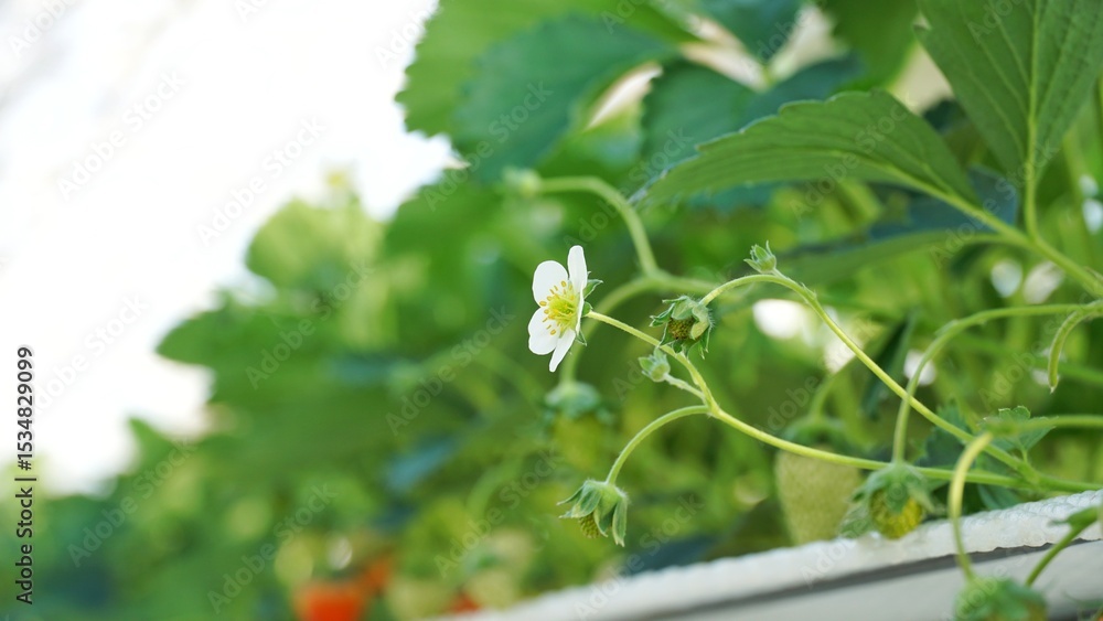 Fototapeta premium Strawberry's flowers in the farm.