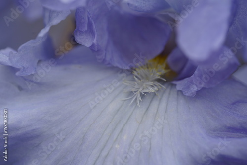 Up Close in Bloom 