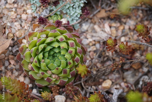 Succulent Magic