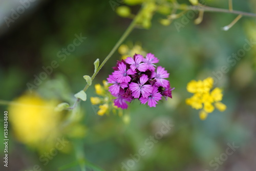 Contrast in Bloom