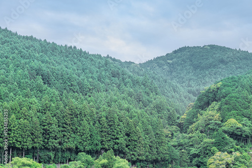 静岡県浜松市の天竜区に広がる「天竜美林」と呼ばれるスギ・ヒノキの人工林