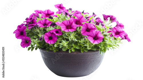 Vibrant purple petunias in a decorative pot garden floral photography bright environment close-up beauty of nature