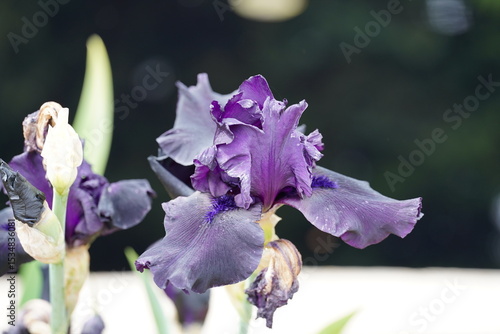 Iris in Detail. 
