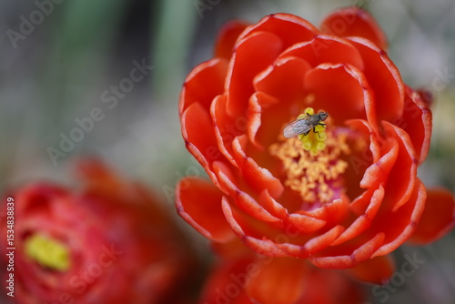An Elegant Fly. 