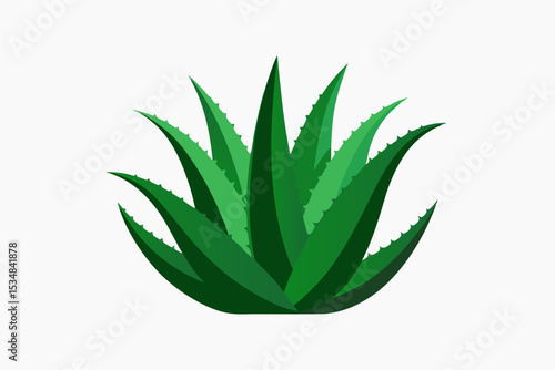 aloe vera plant