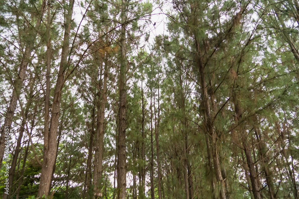 Fototapeta premium Upward view of a dense pine forest with tall trees and a canopy of green leaves against a bright sky