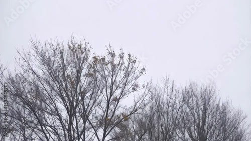 Wallpaper Mural Bare trees against a gray sky with some yellow foliage, a tranquil scene depicting late autumn or early winter, seasonal transition, nature background Torontodigital.ca