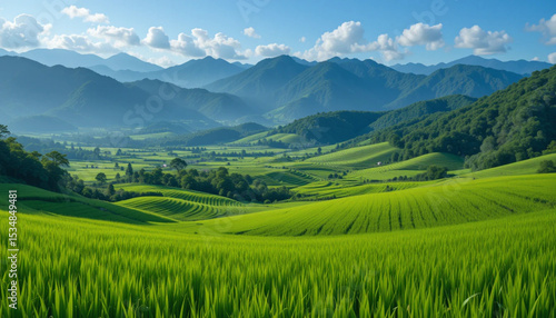 Green Rice Paddies Stretching Toward the Mountains – Wide Landscape View