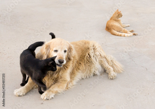 Dog and cat friends
