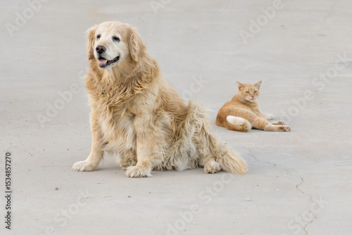Blondies dog and cat