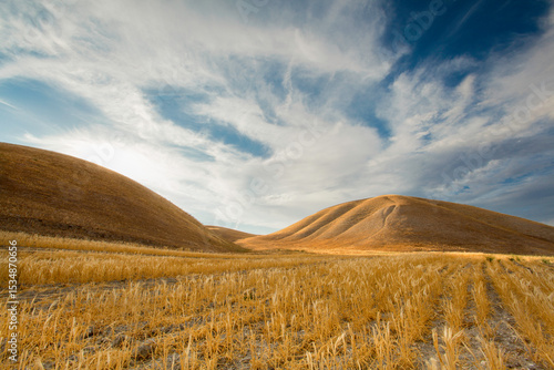 Golden hills in California
