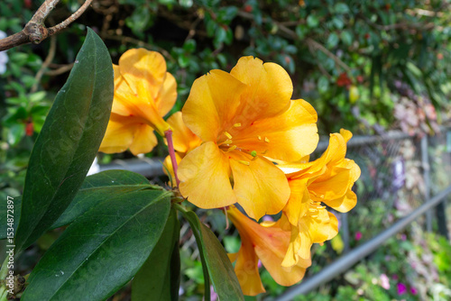 Yellow flower blooming 