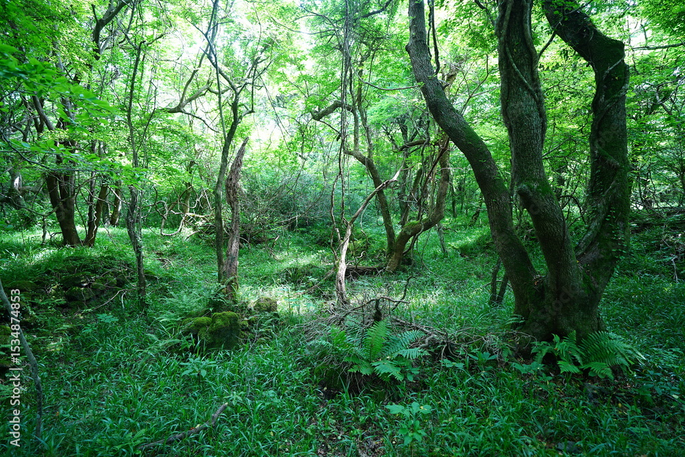 Naklejka premium dense spring forest in the gleaming sunlight