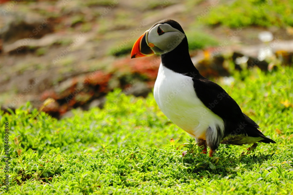 Naklejka premium Close-Up of Atlantic Puffin Standing on Lush Green Cliffside – Colorful Beak, Bright Eyes, and Vibrant Plumage on Coastal Grassland Bright Orange Feet, Seabird Wildlife in Natural Habitat, Summer Bree