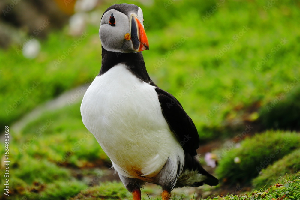 Naklejka premium Close-Up of Atlantic Puffin Standing on Lush Green Cliffside – Colorful Beak, Bright Eyes, and Vibrant Plumage on Coastal Grassland Bright Orange Feet, Seabird Wildlife in Natural Habitat, Summer Bree