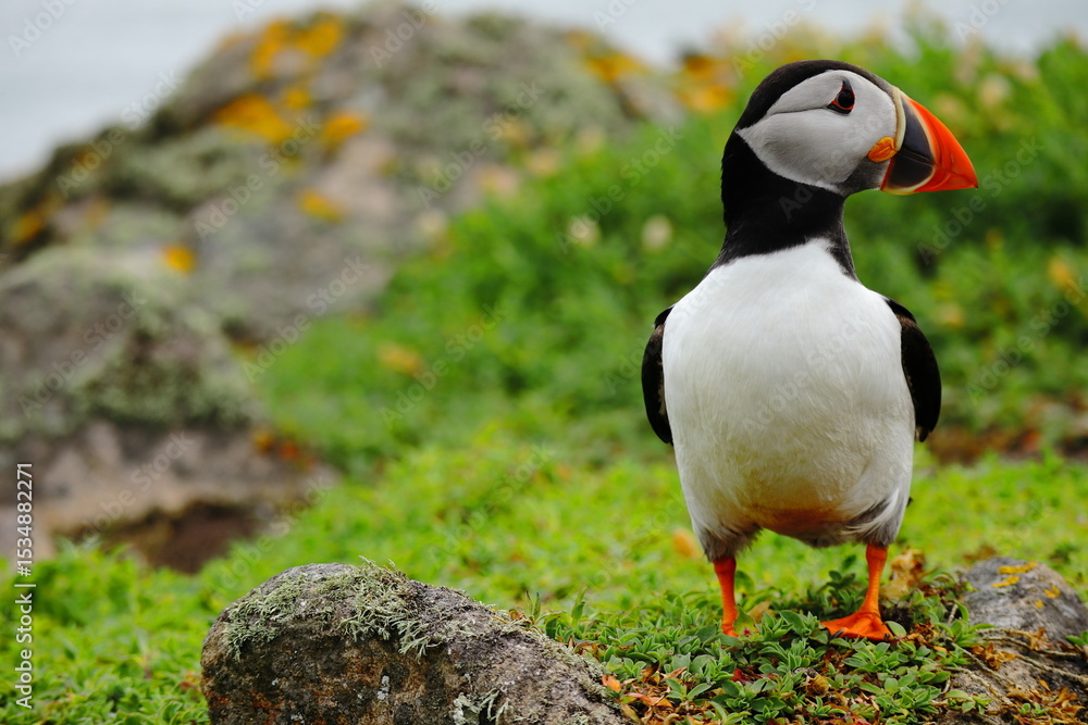 Naklejka premium Close-Up of Atlantic Puffin Standing on Lush Green Cliffside – Colorful Beak, Bright Eyes, and Vibrant Plumage on Coastal Grassland Bright Orange Feet, Seabird Wildlife in Natural Habitat, Summer Bree