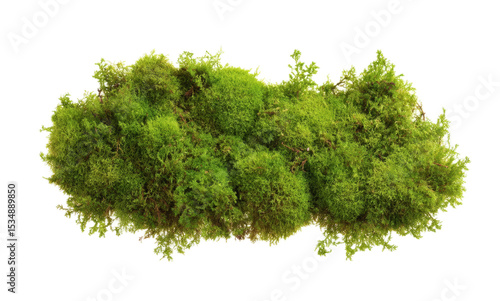 [Transparent Background PNG]Closeup of Fresh Green Moss