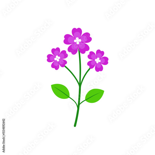 verbena-on-white-background--.svg