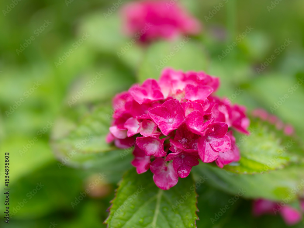真っ赤な紫陽花のクローズアップ 真っ赤な紫陽花のクローズアップ