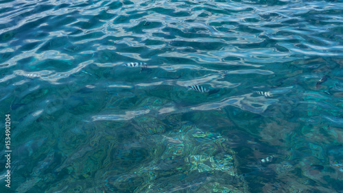 Wallpaper Mural The surface of the ocean. Full screen. Striped fish swimming in the sea can be seen through the crystal clear water. The Indian Ocean. Mauritius. Torontodigital.ca