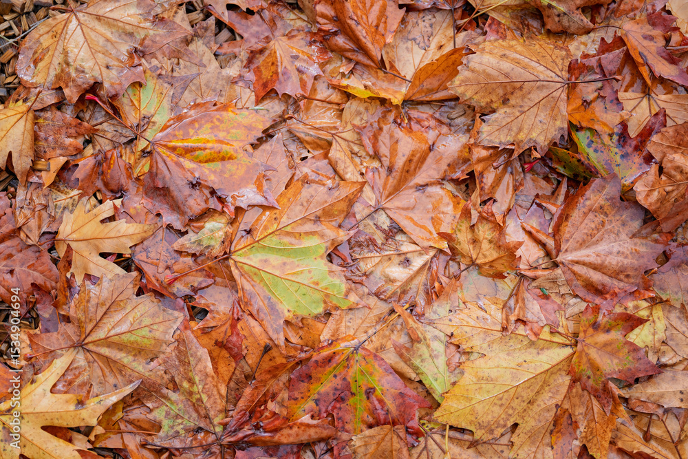 Obraz premium autumn fall leaves in the rain, background backdrop, change of season, maple leaf drop