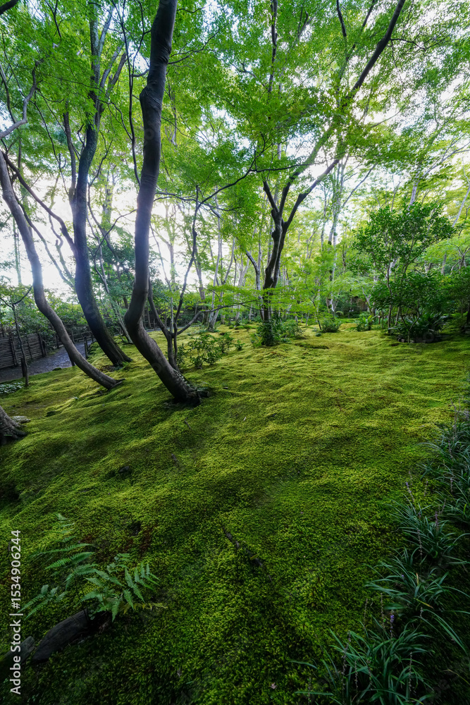 Naklejka premium 京都祇王寺の苔で覆われた庭園の地面