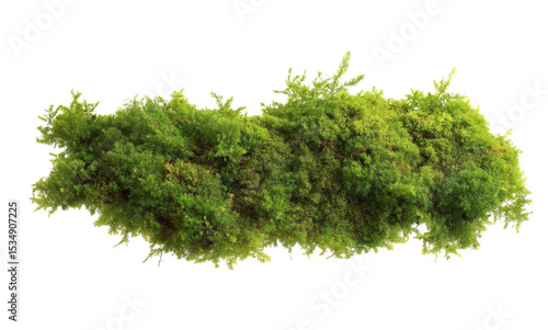 [Transparent Background PNG]Close up of a vibrant green moss patch
