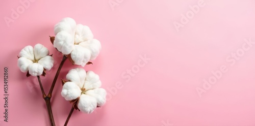 White cotton blooms on a pink backdrop Trendy minimal still life , pink background, soft