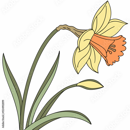 daffodil with leaves
