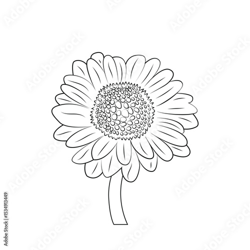 Sunflower on a black background