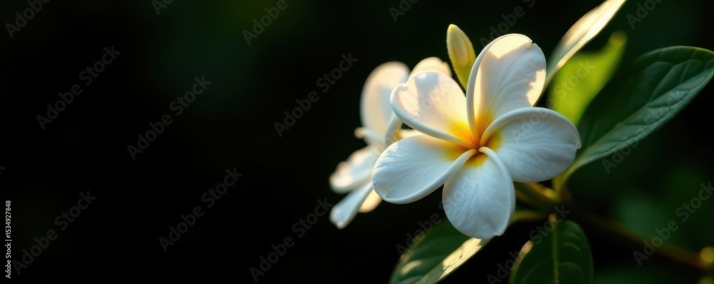 Fototapeta premium Sunlit jasmine flowers, pure white petals, dramatically set against a black backdrop , sunlight, wallpaper, close up