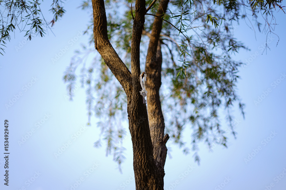 Fototapeta premium Very tiny key is hanging on tree and sky background.
