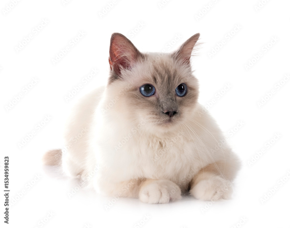 Fototapeta premium birman cat in studio