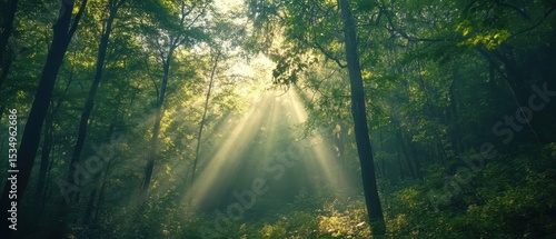 A serene forest scene with sunlight streaming through the trees.