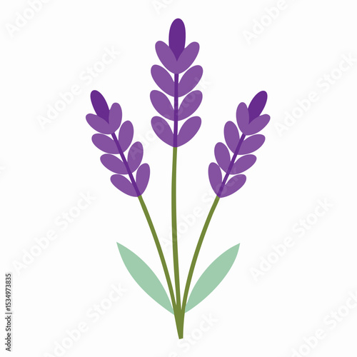 Botanical Beauty Captivating Vector Illustration of Lavender Flowers