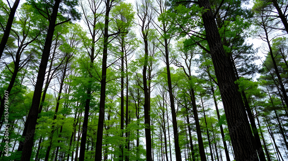 Fototapeta premium Green Tree Recycling Symbol in Contrast to Barren Forest