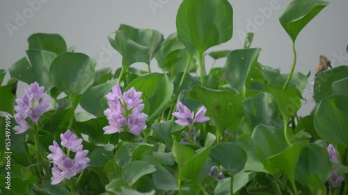 Water hyacinth floating on freshwater surface, invasive aquatic plant with glossy leaves and lavender flowers, environmental impact, rapid growth, natural wetland scene.