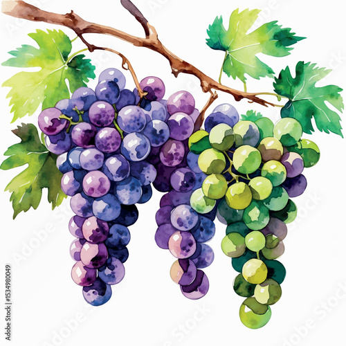 Watercolor bunch of grapes in purple and green with vine details on white background