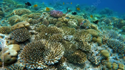 Wallpaper Mural Crystal-clear water gently flowing over colorful coral reefs Torontodigital.ca