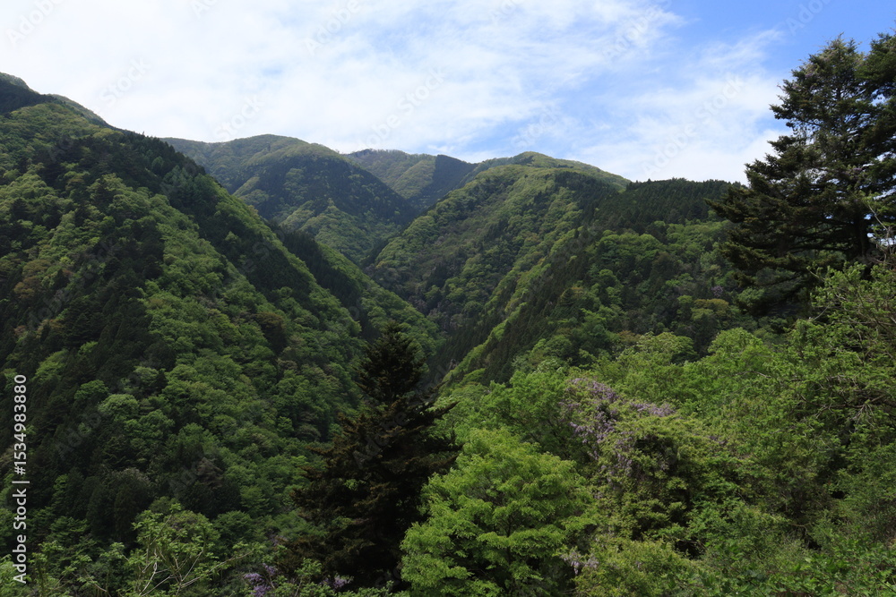 雲取山登山道 雲取山登山道