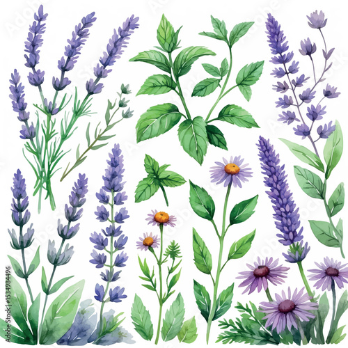 Watercolor medicinal plants and herbs collection illustration. Botanical naturopathy ingredients with soft colors isolated on white background.