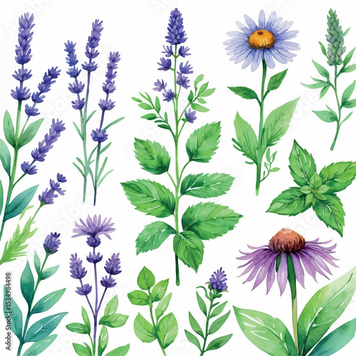 Watercolor medicinal plants and herbs collection illustration. Botanical naturopathy ingredients with soft colors isolated on white background.