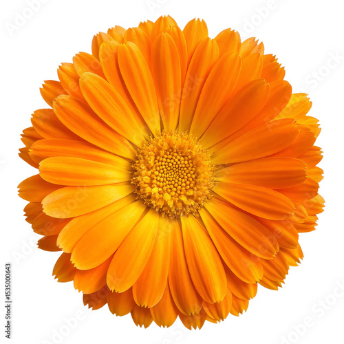 Vibrant orange calendula flower with numerous petals and a textured yellow center, captured from above and isolated on a transparent background.
