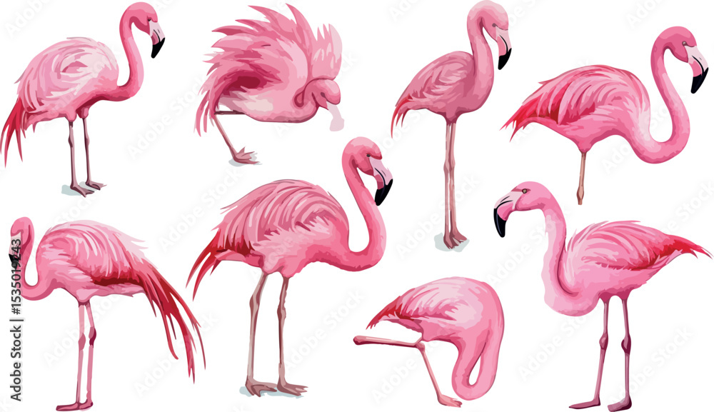 Obraz premium Collection of Pink Flamingo Illustrations in Various Poses on a White Background Tropical Bird Vector Art Exotic Wildlife Summer Design Element Watercolor Style Isolated