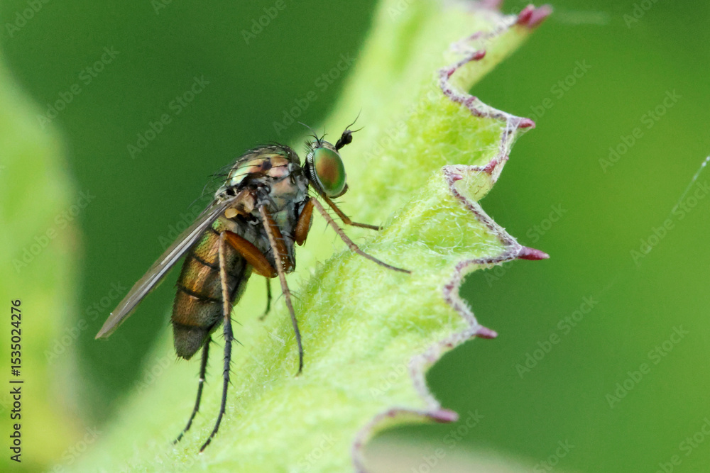 Fly Fly
