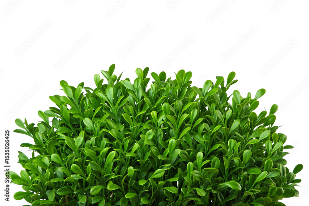 Lush green bush top isolated on transparent background Lush green bush top isolated on transparent background